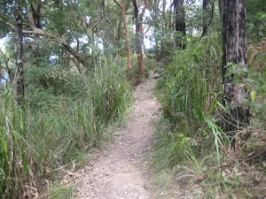 Wooded section of Burgh track