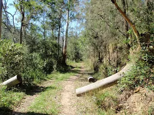 Simpsons track inside Dharug National Park