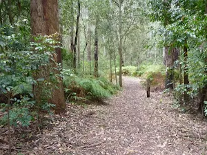 Open forest at Northern Berowra Creek campsite