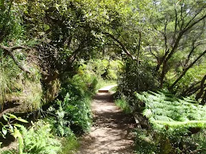 Winding through the forest
