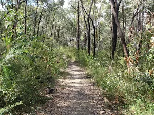 Track across St Helena spur