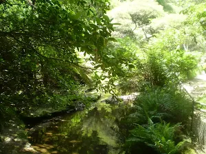 Above Leura Cascades