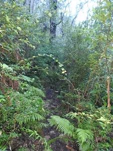 Track through deep foliage