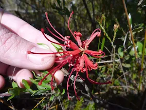  Wild flower (Grevillea Speciosa) near West Head Rd 