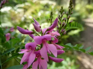 A pink pea flower in bloom