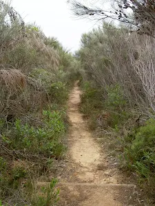 Steps down to Bouddi Trail