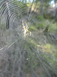Spider in the morning light near the Kedumba River