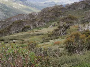 Snowy River country