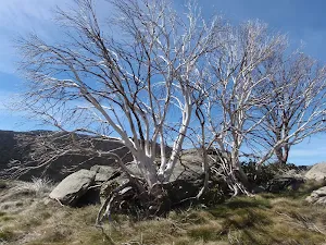 snowgums