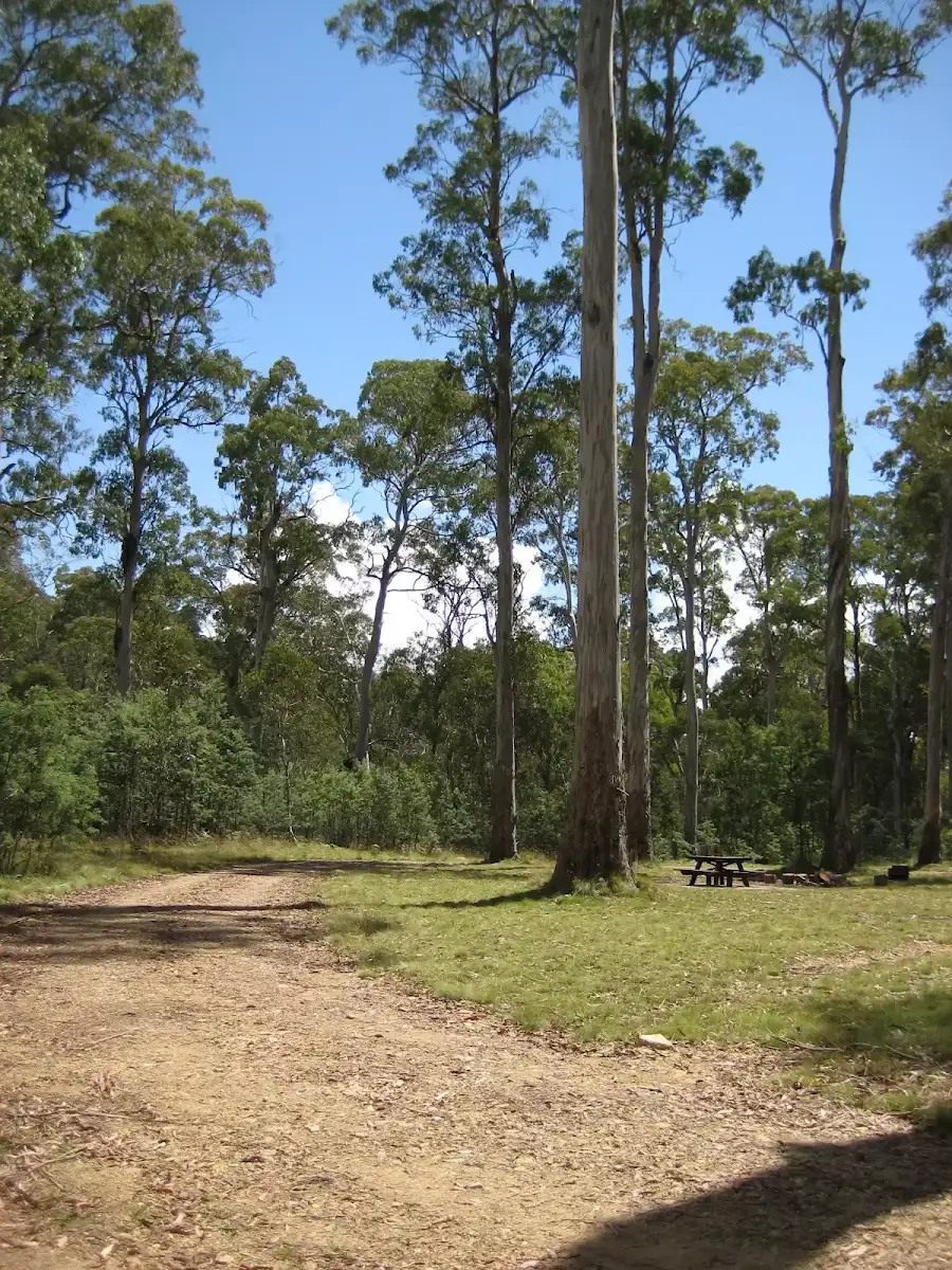 Horse Swamp camping area