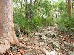 Rocky track through the dry forest