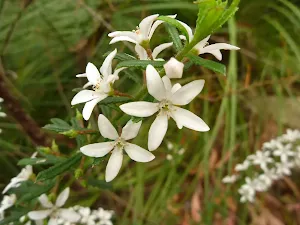 Wildflowers in bloom