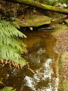 Dammed pool near the pines campsite in the Watagans