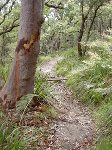 West Head Lookout Track