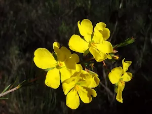 Hibbertia (Guinea Flowers) on the Wallaroo track