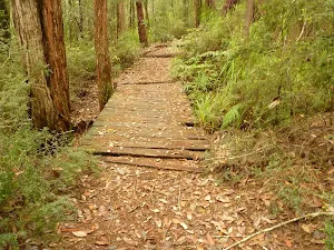 Track over old timber footbridge in the Watagans
