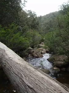 Fallen in Glenbrook Creek