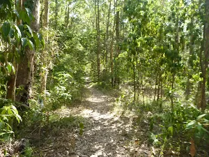 Narrow track towards Lake Macquarie in Green Point Reserve