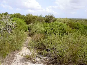 Marley Track through heath