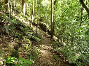 Track south of Wollombi Brook Pool
