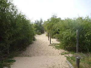 Sandy track towards Redhead Beach in Redhead