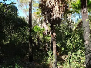 Lush cabbage palm forest