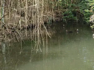 Ducks in pond