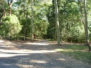 Trail on Lookout Ridge Trail in Blackbutt Reserve
