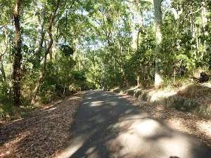 Sealed trail with forest either side in the Blackbutt Reserve