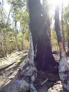Burnt out tree
