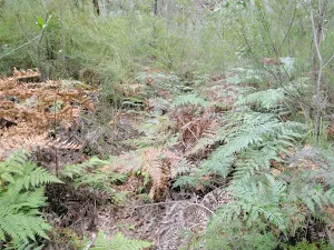 Ferns