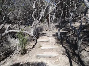 Stairs on Kangarutha Track