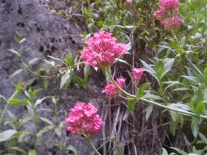 Flowers along the track