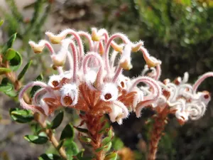 Grevillea Buxifolia on the Currie Rd track