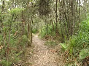 Guringai walking track