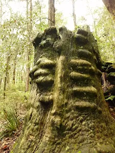 Old tree trunk in the Watagans