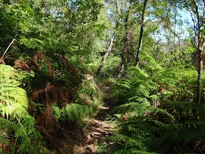 Ferns near Davidson Park on Magazine track