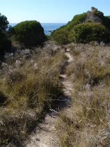 Track through low grass