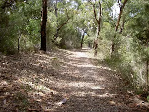 Forest on Challenger Track
