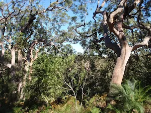 Interesting forest