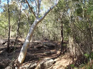 Trees and rocks