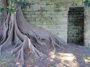 Fig tree beside sandstone wall