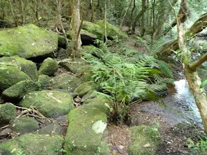 Plant life on the banks of Wollombi Brook Pool