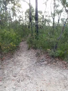 Track to Lost Worlds Lookout from clearing