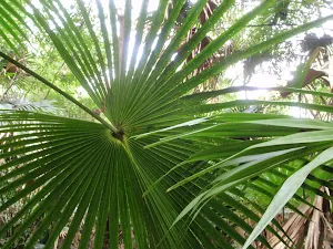 Cabbage-Tree Palm