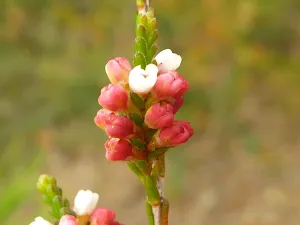 Darwinia buds ready to bloom