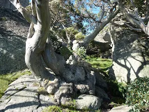 Snow gum nestled below Porcupine Rocks