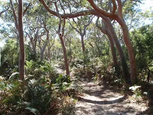Trees leaning over the track