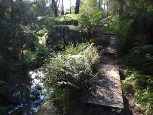 Boardwalk by the creek
