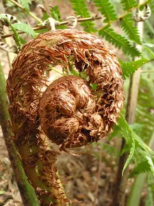 Fern sprouting